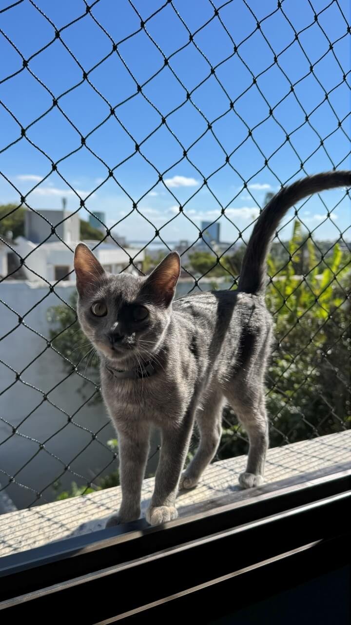 miau-seguro-redes-de-protecao-19