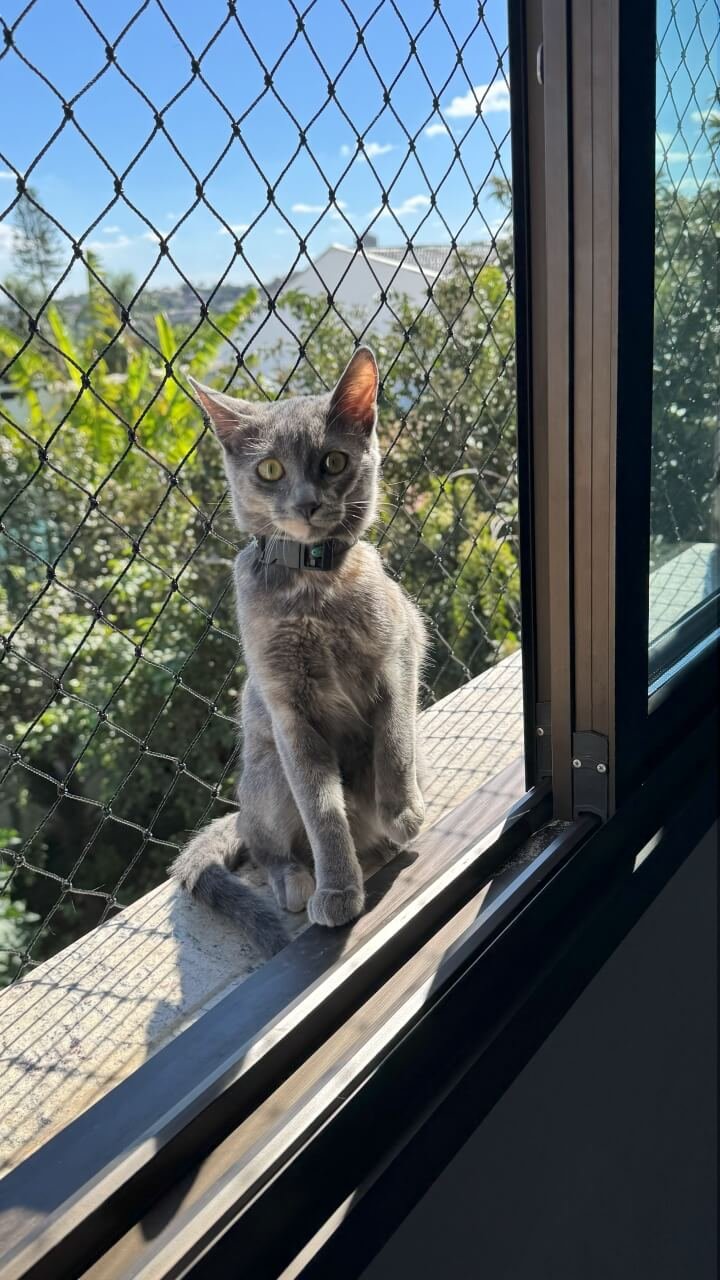 miau-seguro-redes-de-protecao-20